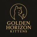 Golden Horizon Kittens