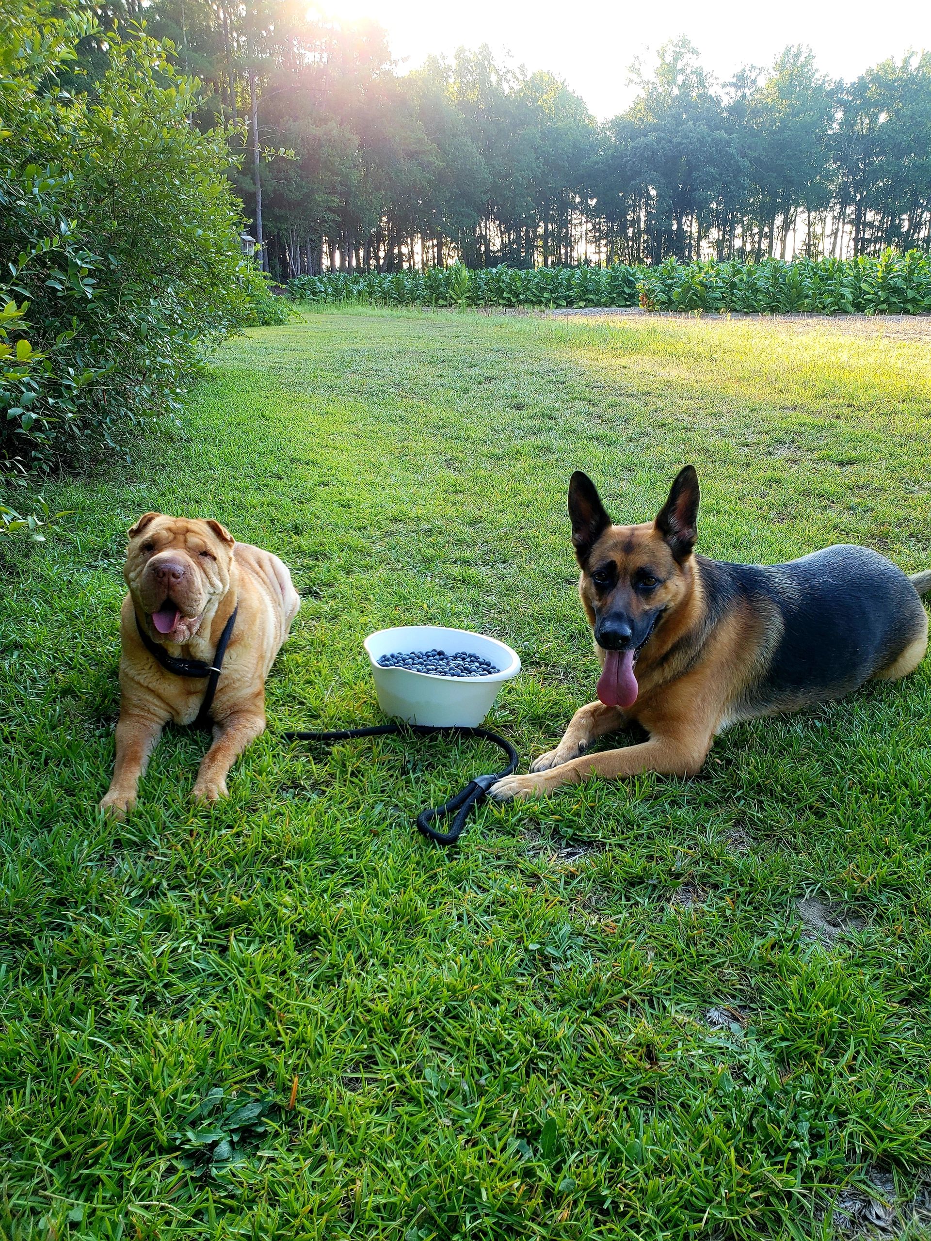 Pawsitively Trained LLC Dog Training, Obedience Training