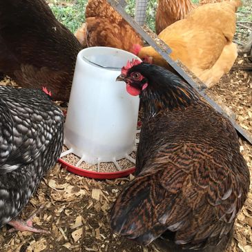 Chickens enjoying fresh food and water during their care.