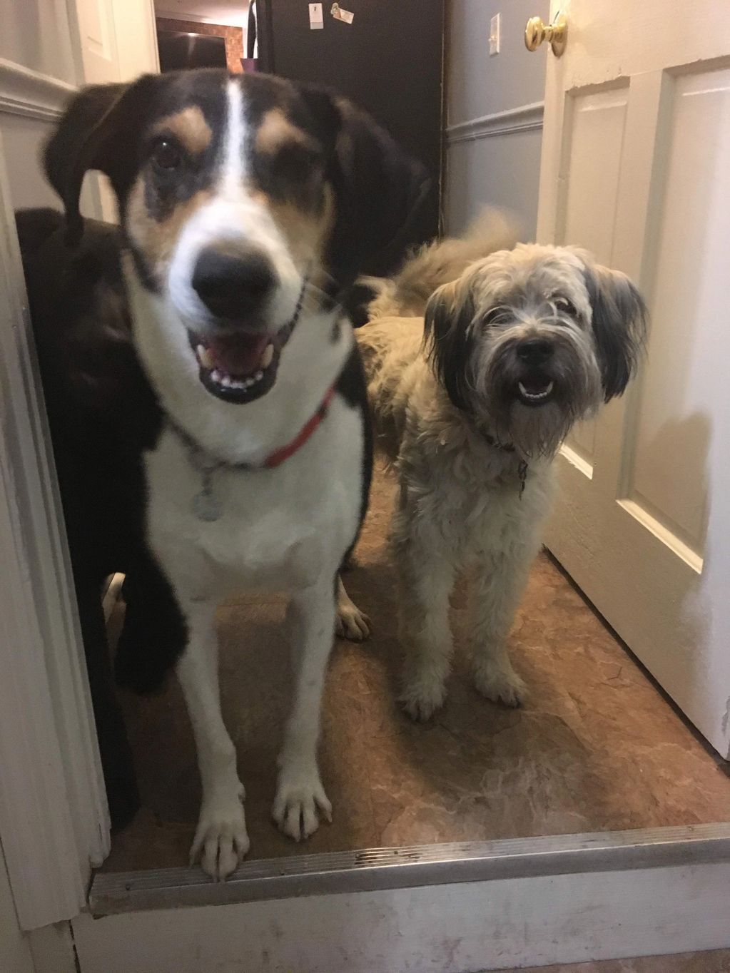 Two happy dogs standing indoors.