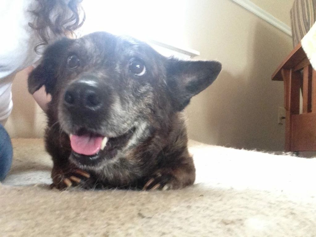 Happy dog lying on carpet indoors.