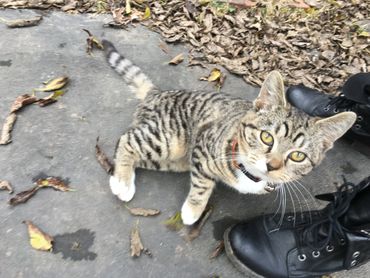 Cat Sitter in Nashville