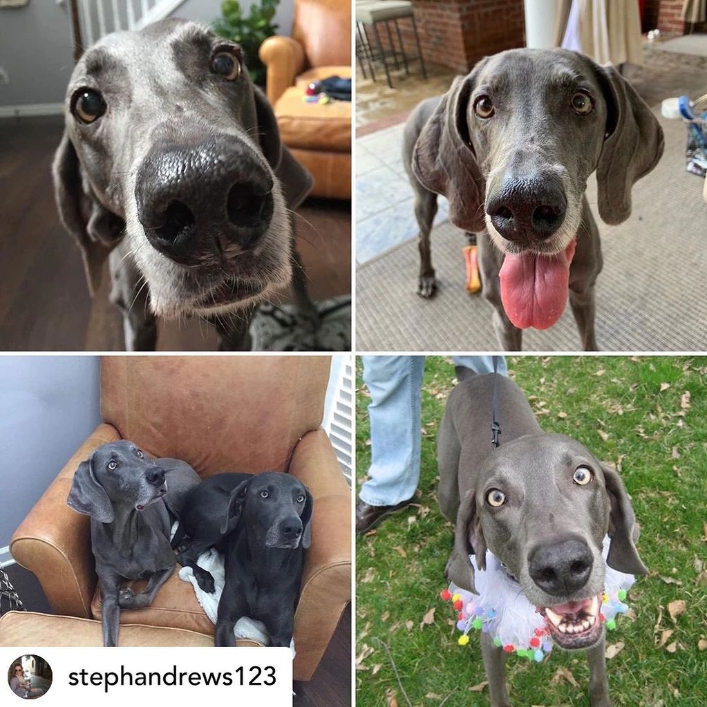 Collage of happy Weimaraner dogs in various settings.