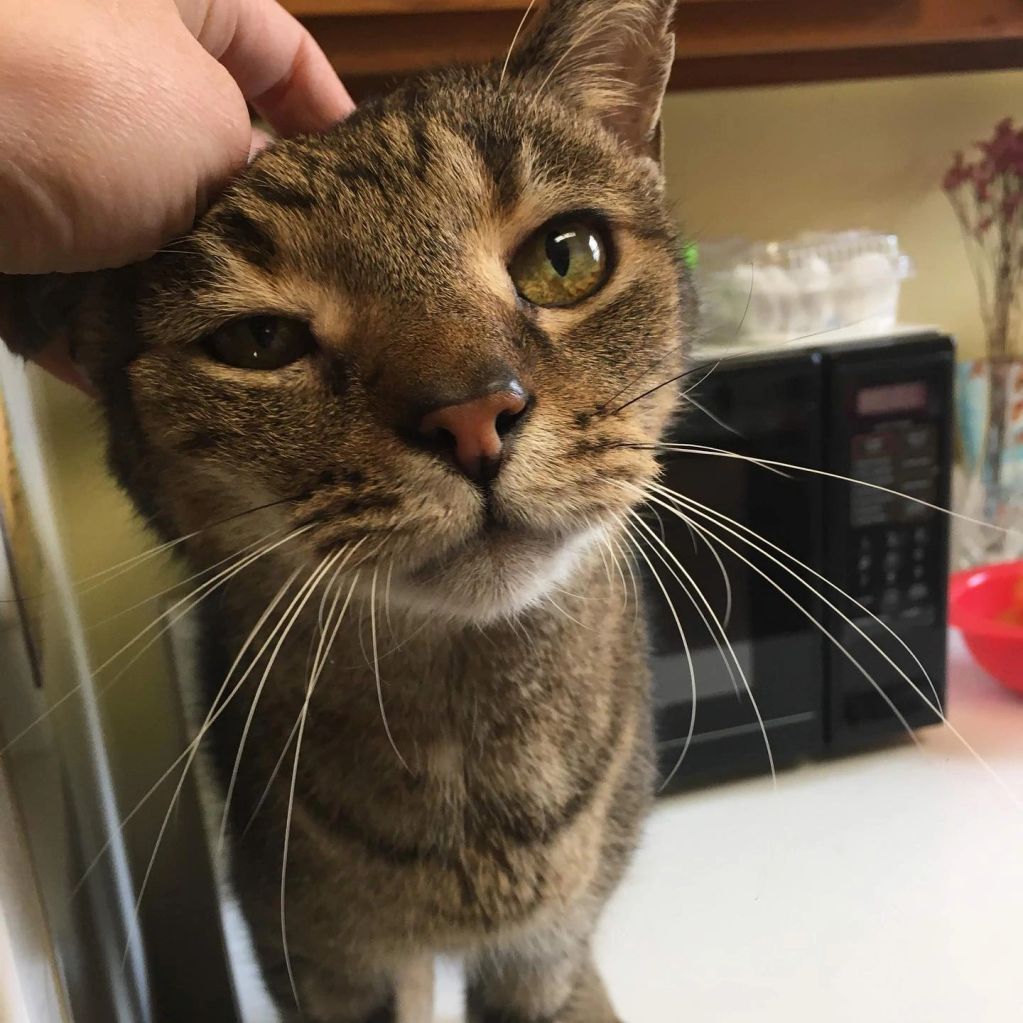 Close-up of a cat being petted on the head.