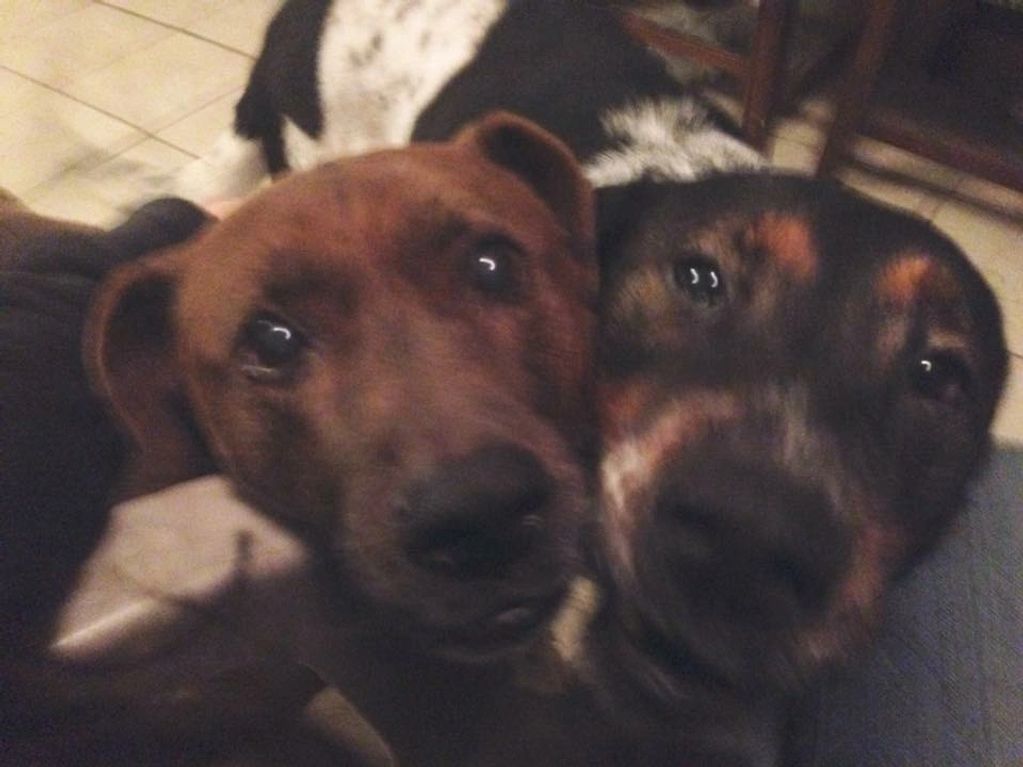 Two dogs close together, looking at the camera.