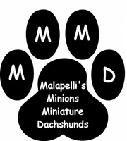 Malapelli's Minions Miniature Dachshunds