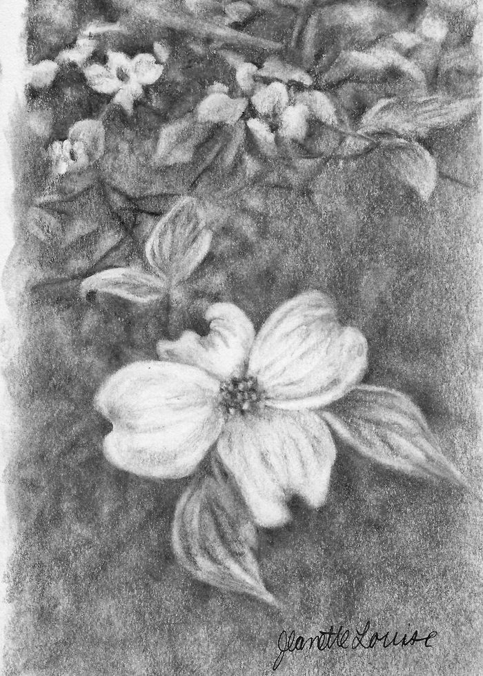 Dogwood | Graphite | Paper | 4 in. x 6 in. |  Jeanette Louise | 2020