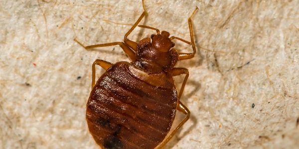 Bed Bugs - BugAWayofKansas.com Bug Exterminator Pittsburg Kansas 
