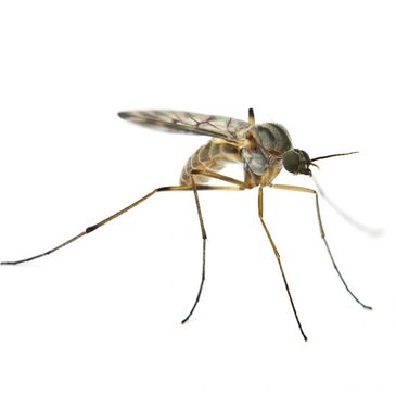 Exterminate Mosquitos Bed Bug Exterminator - Bug A Way Termite and Pest Control, Pittsburg Kansas,