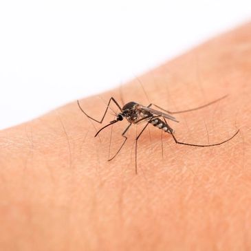 Exterminate Mosquitos  PITTSBURG KANSAS Bed Bug Exterminator - Bug A Way Termite and Pest Control,
