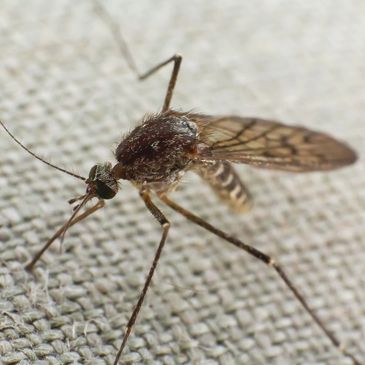 Exterminate Mosquitos PITTSBURG KANSAS Bed Bug Exterminator - Bug A Way Termite and Pest Control, 
