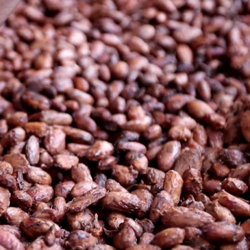 Fermented and dried, our beans are from a single estate and certified organic.  We also have single 