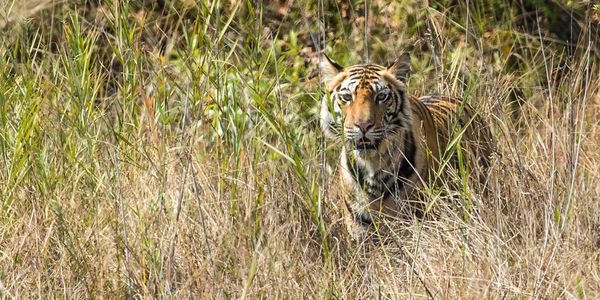 online booking,Day tours,Rajaji Tiger Reserve,NationalPark,Jungle Safari,Haridwar,Rishikesh,India 