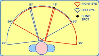 image shows visual field of a person in degrees 