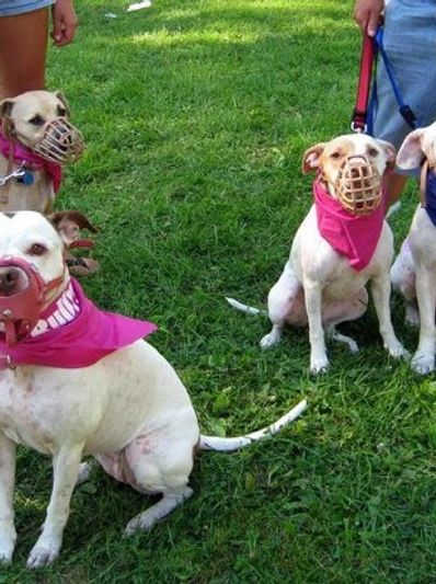 Four dogs with muzzles and colorful bandanas sitting on grass with their owners.
