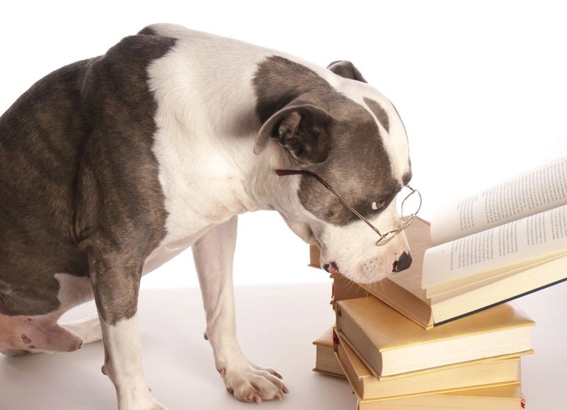 Brindle dog wearing glasses reading books.