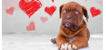 Close-ups of the dogs we are working to protect.