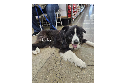 This is Nicky...He is a 12 year old mix breed looking for a quiet home to rest his head.  His adopti