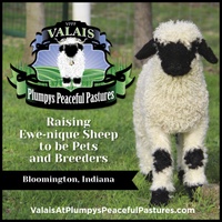 VALAIS  
AT 
PLUMPYS PEACEFUL PASTURES 