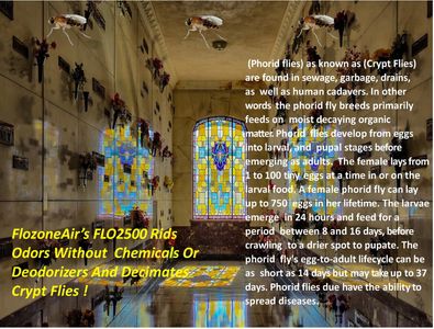 About phorid flies also known as crypt flies in mausoleums and funeral homes.
How to get rid of mausoleum and funeral homes odors.