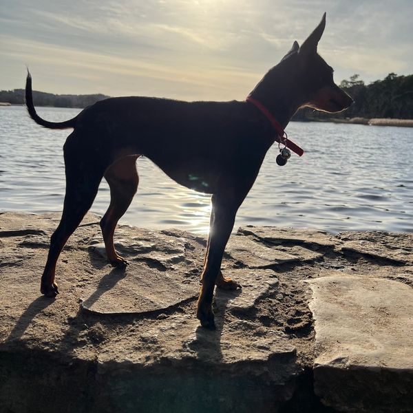 Daisy at Frensham Little Pond