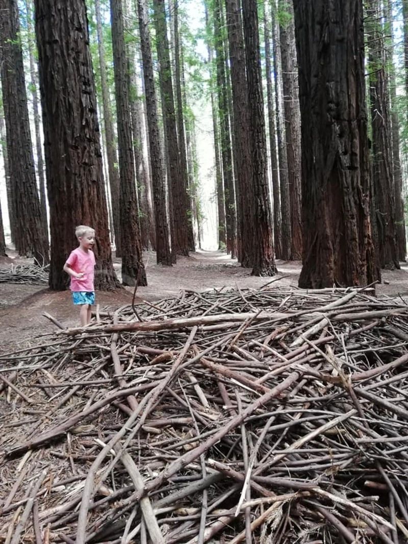 are dogs allowed in redwood forest warburton