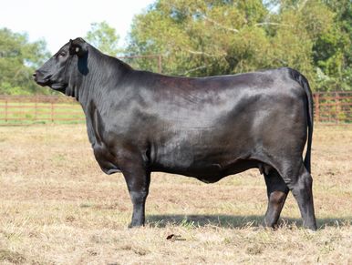 Brangus Cattle