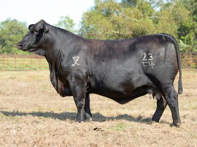 Brangus Cattle