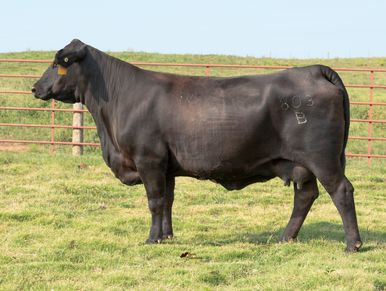 Brangus Cattle