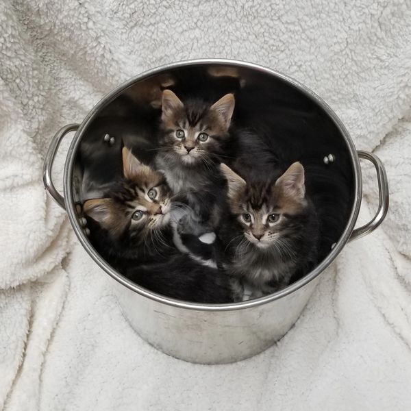 Baby Maine Coons in a Bucket!