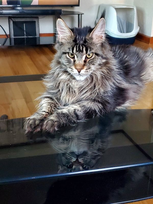 Brown Classic Tabby Maine Coon 