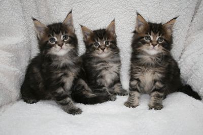 Brown Classic Maine Coon Kittens