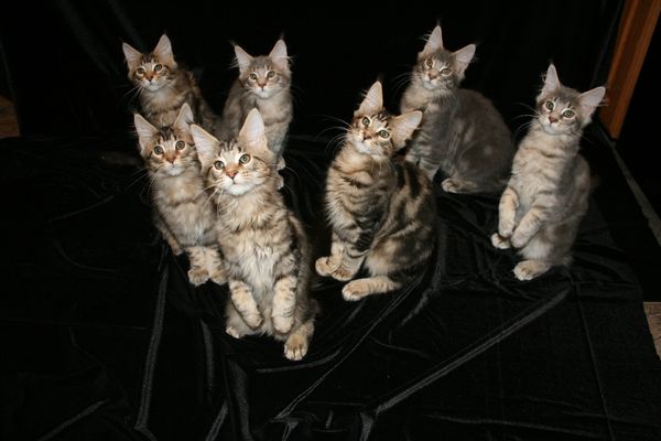 Adorable Maine Coon Kittens