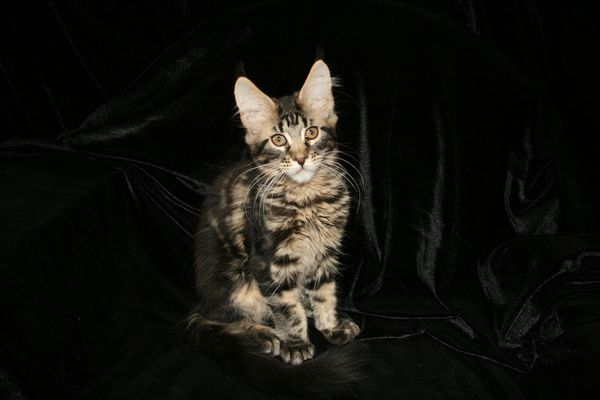 Beautiful Pattern on this Brown Classic Maine Coon Kitten