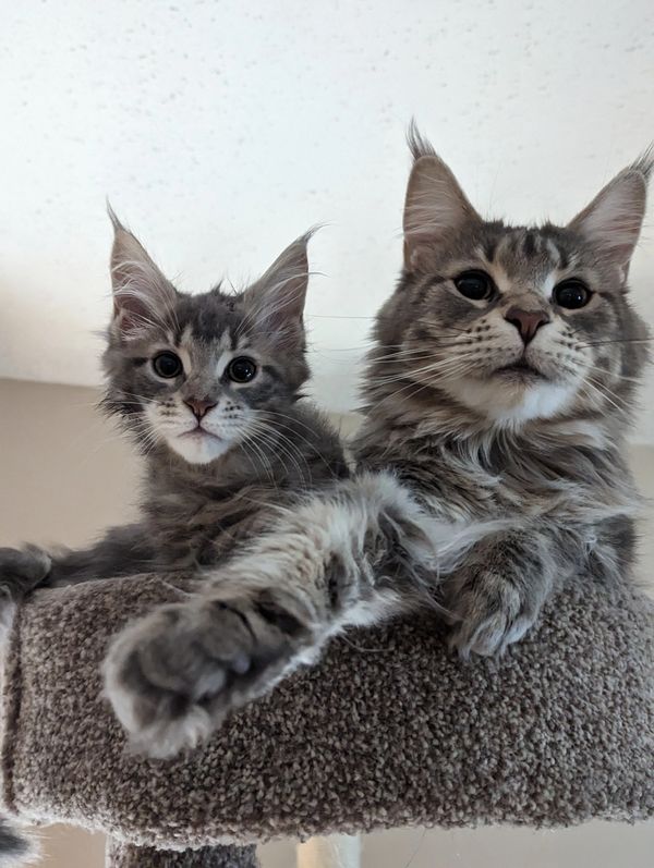Like Mother like Daughter
Blue Classic Tabby Maine Coon
