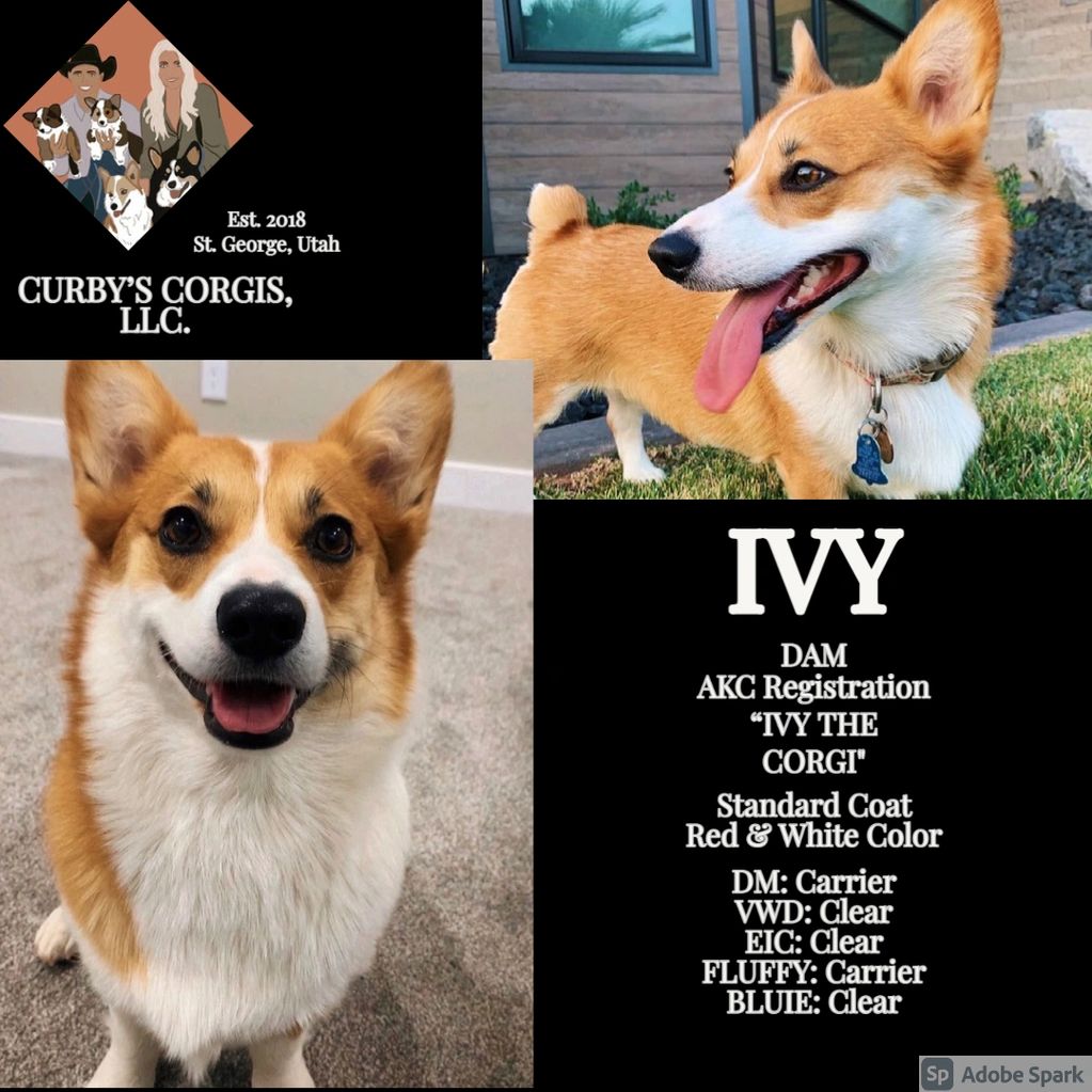 Our Dams Curbys Corgis