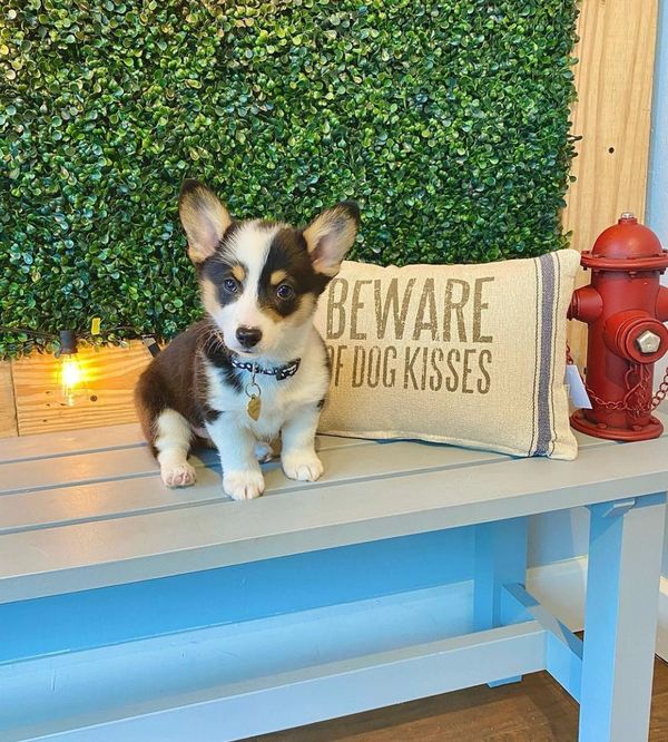 Corgi Puppies - The Farmhouse on Green Bluff