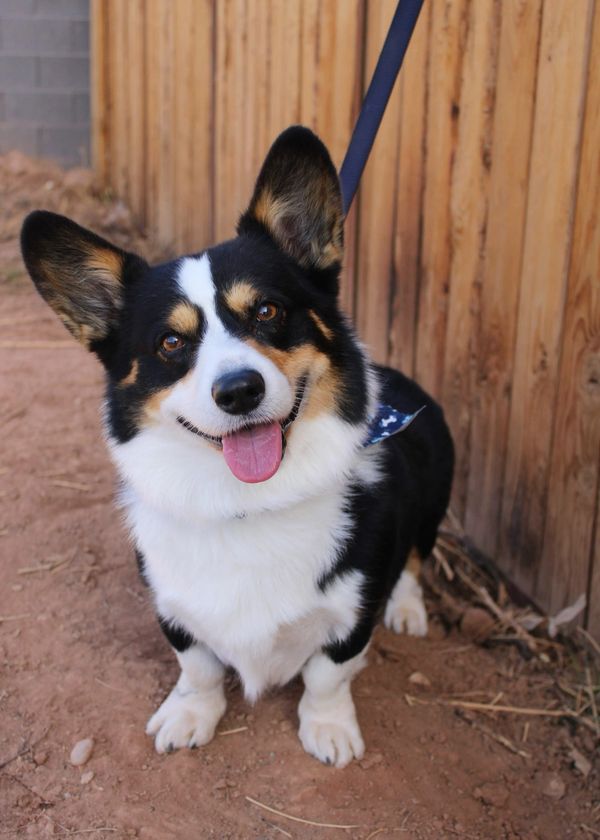 THE BOYS | Curbys Corgis