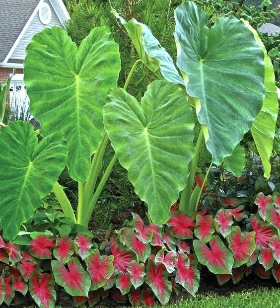 Colocasia Jack's Giant - pot de 6LT