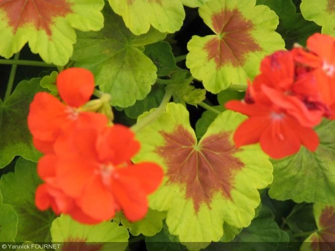 GERANIUM OCCOLD SHIELD