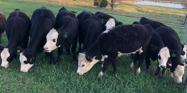 We offer replacement heifers raised here on the farm. 