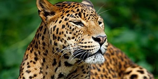Sri Lanka Wildlife Safari Package