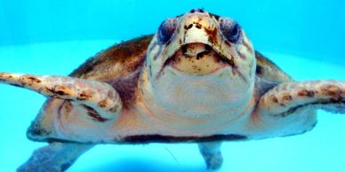 Parks Nature Juno Loggerhead Turtle Treasure Coast Florida Jupiter Hutchinson Island Beach