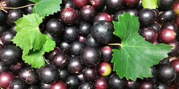 noble dark muscadine grapes for vine life muscadine products