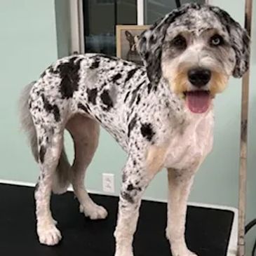 expert dog grooming