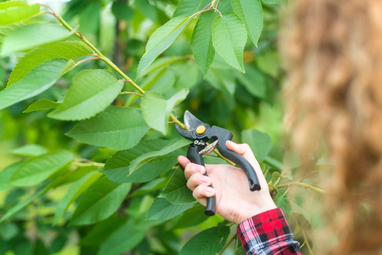 How Proper Pruning Prevents Tree Disease and Insect Problems