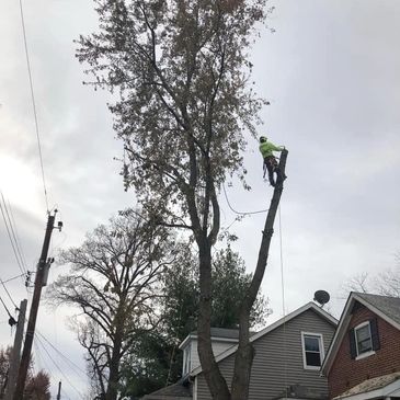 a person on cutting a tree