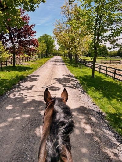 View from horseback along a tree-lined country path on a sunny day.