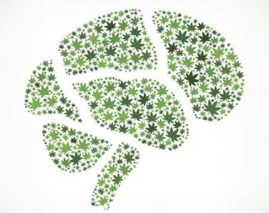 brain pot leaf leaves
