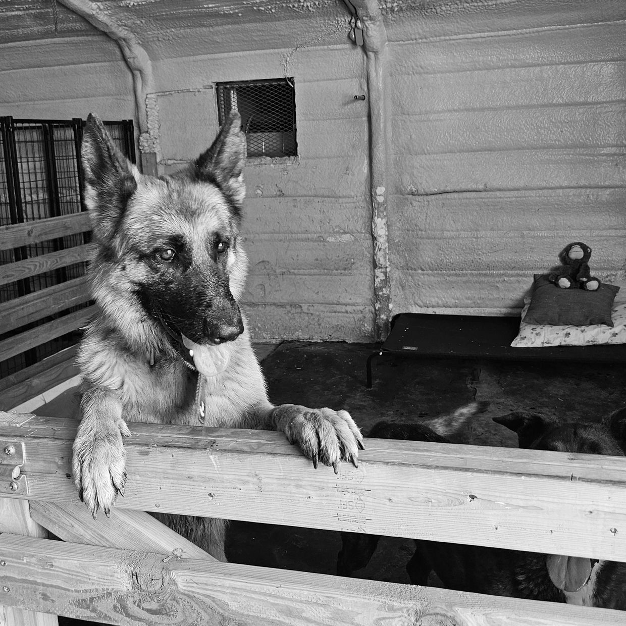 German Shepherd dog leaning on a wooden fence inside a kennel.